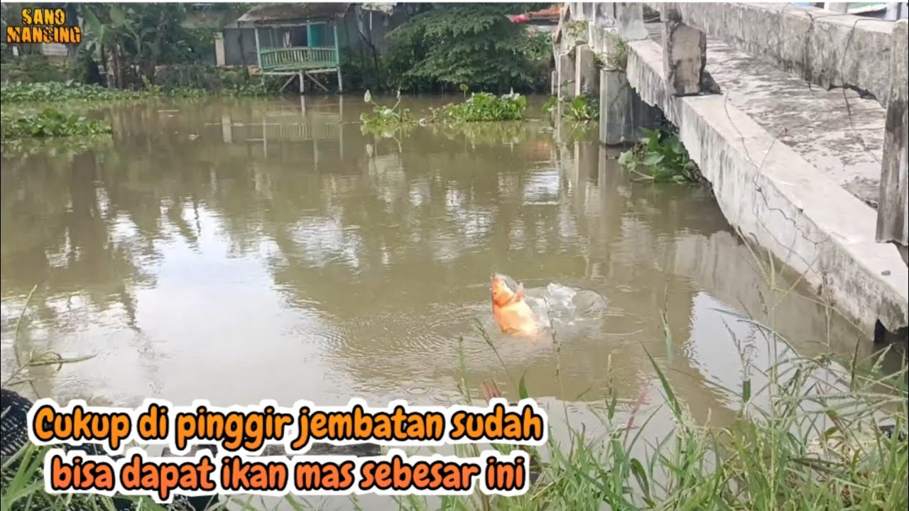 Cukup Mancing Di Pinggir Jembatan Bisa Strike ikan Mas Besar