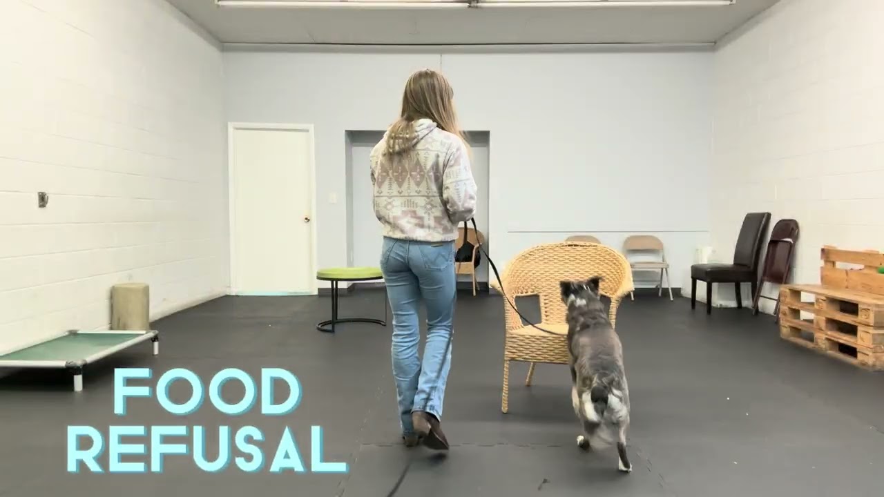 Best Dog Training Toledo, Ohio! 1.5 Year Old Australian Shepherd/ Pit Mix, Willy! 
