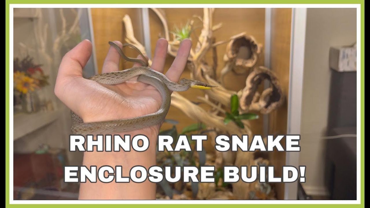 Zen Habitats 2x2x4 Enclosure Build For My Rhino Rat Snake! | Kam's Reptiles