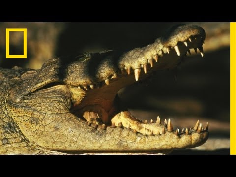 Птицы против крокодилов | National Geographic