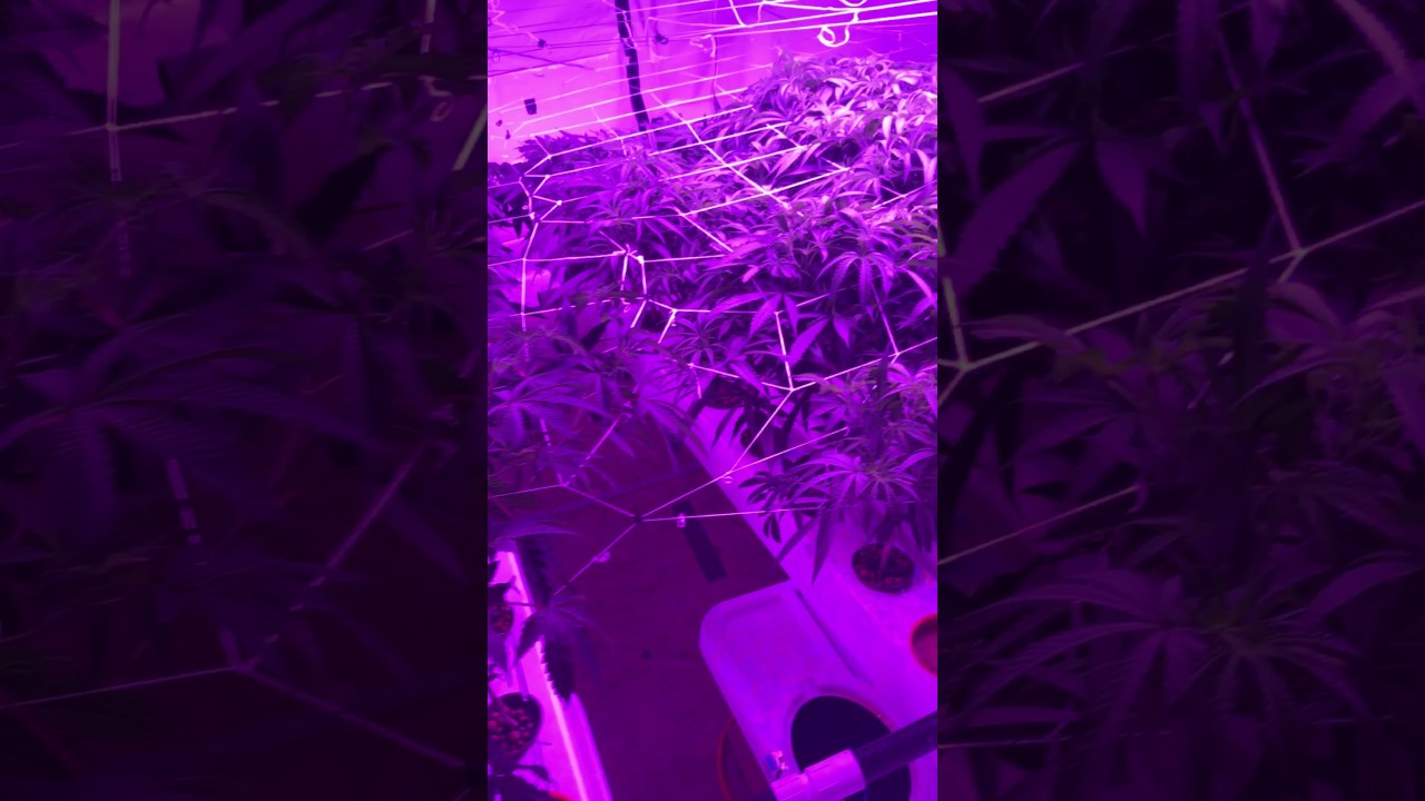 Update mars LED 1600 120 site Aeroponics