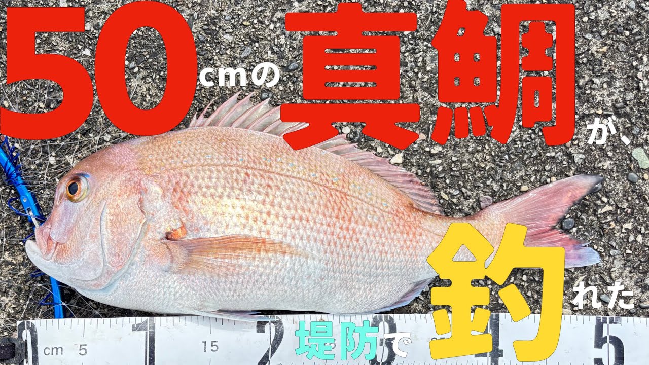【カゴ釣り】47日目　50cmの真鯛が堤防で釣れた【最高記録】