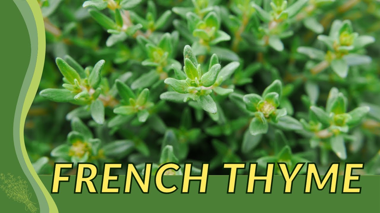 FRENCH THYME Finally Revealed! (Thymus vulgaris) 