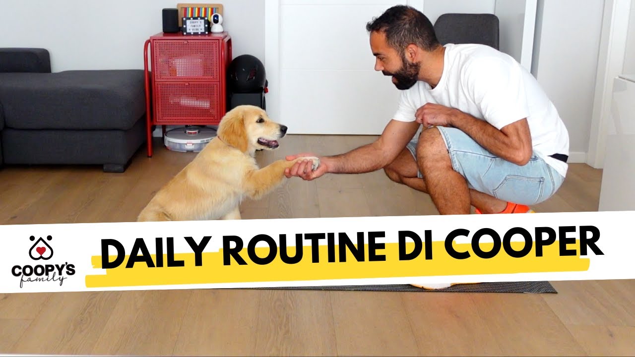 QUAL È LA GIORNATA TIPO IDEALE PER UN CUCCIOLO? | ECCO LA DAILY ROUTINE DI COOPER | GOLDEN RETRIEVER