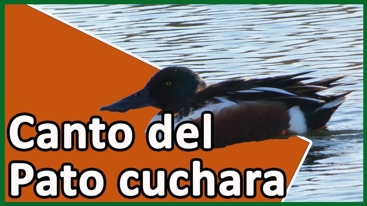 Canto del Pato cuchara (Spatula clypeata)