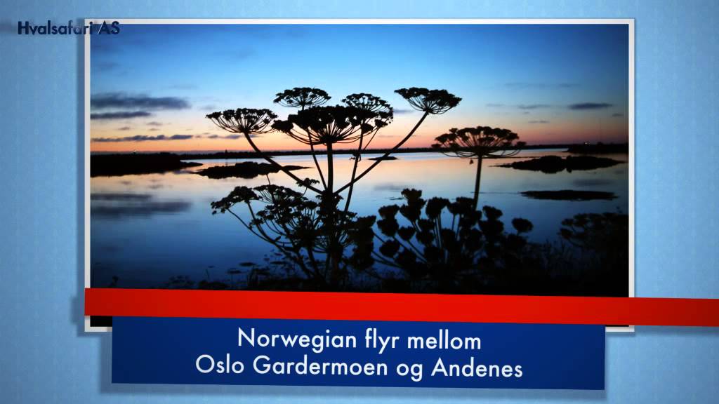Hvalsafari Andenes - En opplevelse for livet!