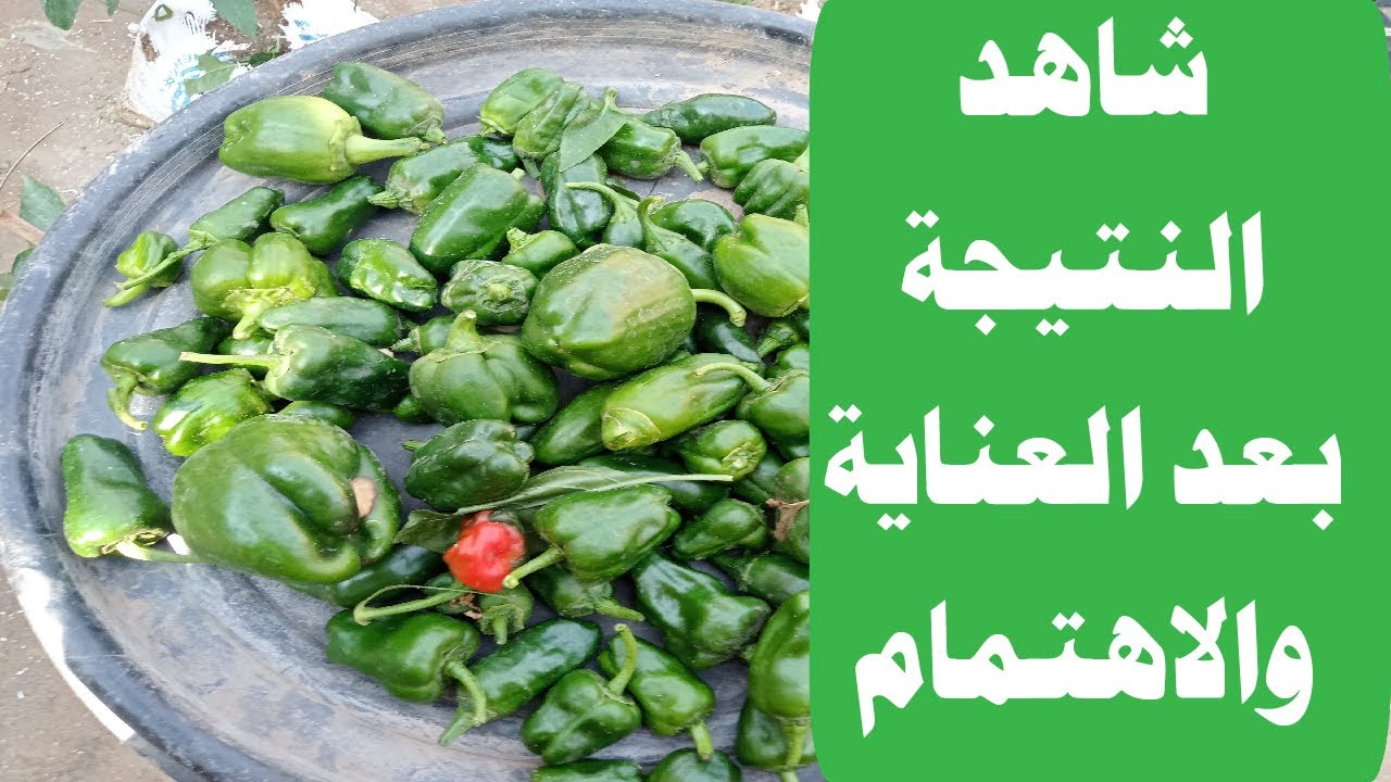 شاهد فرحة أول ثمار الفلفل 🌶️❤️ | طريقة تخفيف الأحمال لزيادة الإنتاج وقوة الثمار 🌱✨