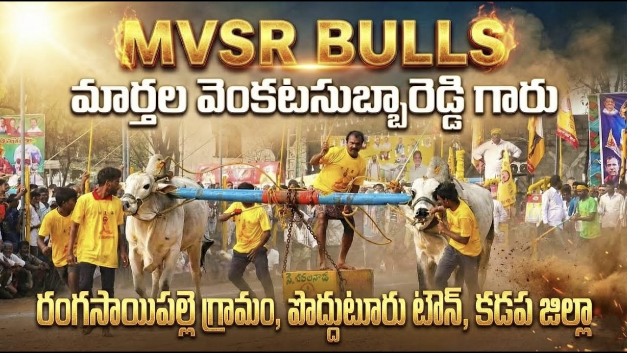 🚩8/3/26 పెద్ద పసుపుల సీనియర్స్ 10జత MVSR BULLS మార్తల వెంకట సుబ్బారెడ్డి గారు