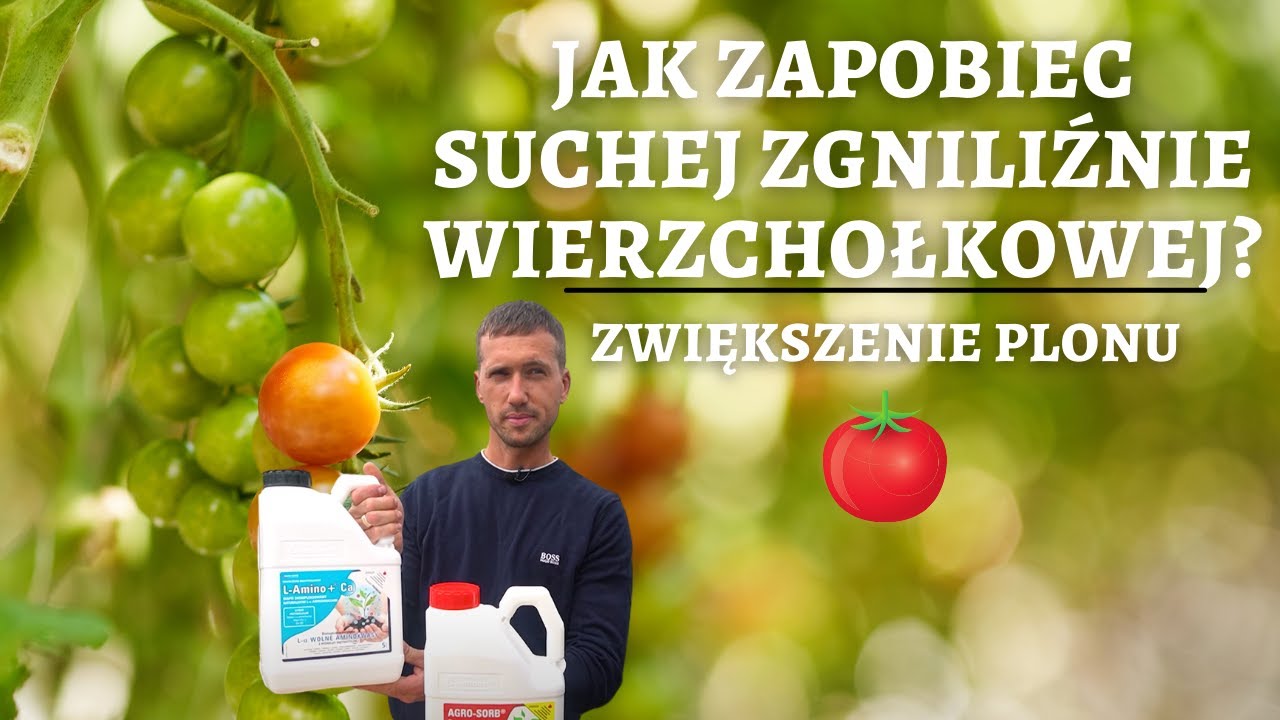 Jak zapobiec suchej zgniliźnie wierzchołkowej w uprawie pomidor&oacute;w?|Agro-Sorb Radiculum i L-Amino +Ca
