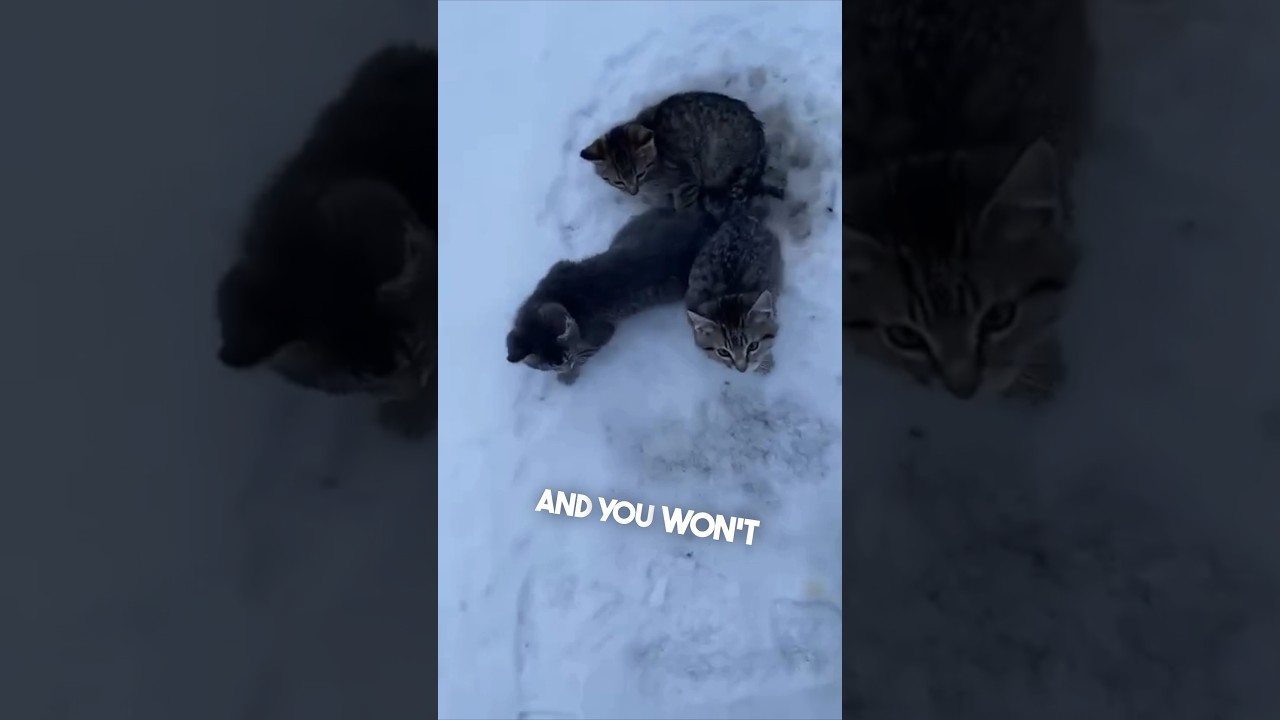 He saved these kittens left on the side of the road ❤️