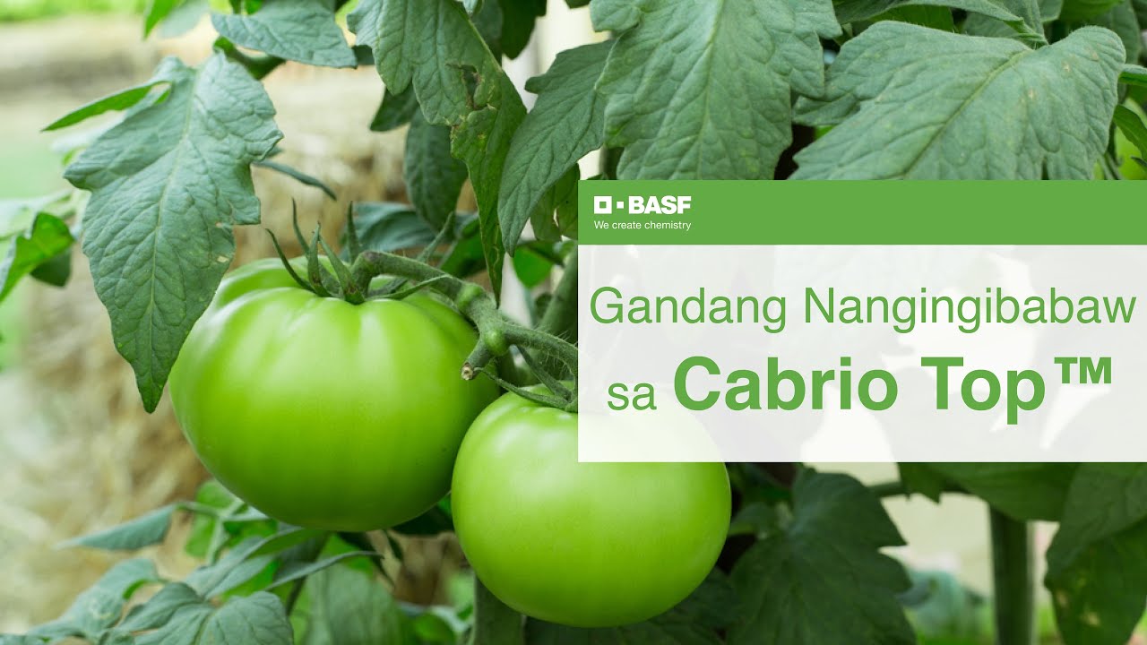 Gandang Nanginibabaw sa Kamatis ng Cabrio Top® Fungicide |BASF