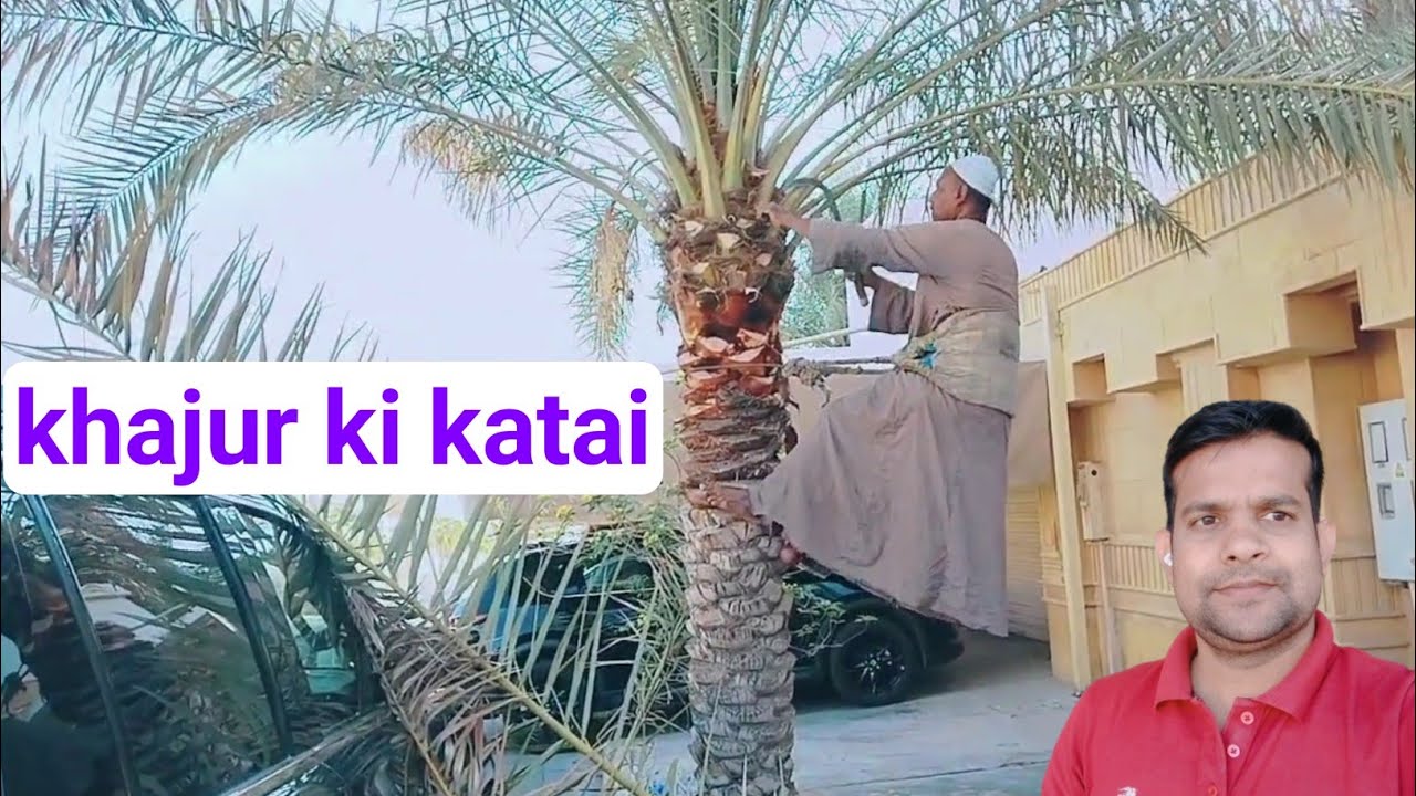 Khajur ka ped |खजूर का कटाई कैसे होता है |khajur ki katai Saudi Arabia