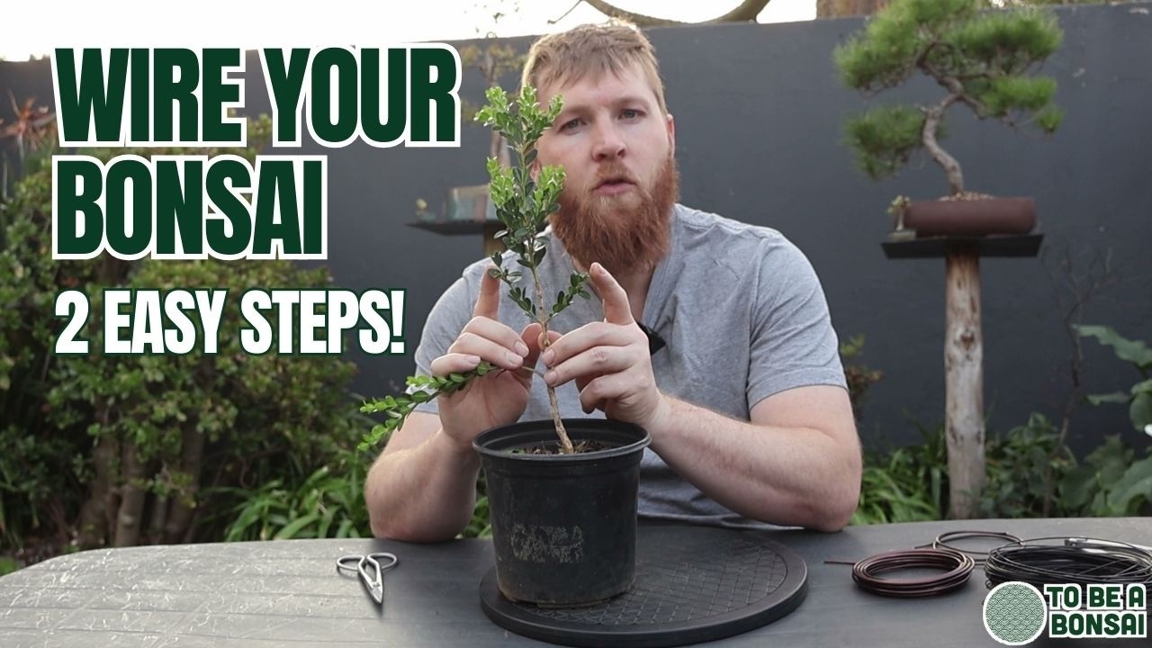 Bonsai Wiring Made Easy: 1-Branch & 2-Branch Techniques 🌱