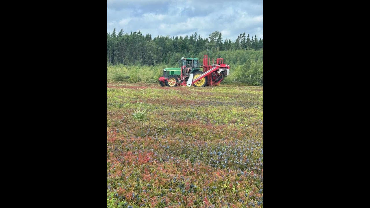 Wild Low Bush Blueberries in PEI