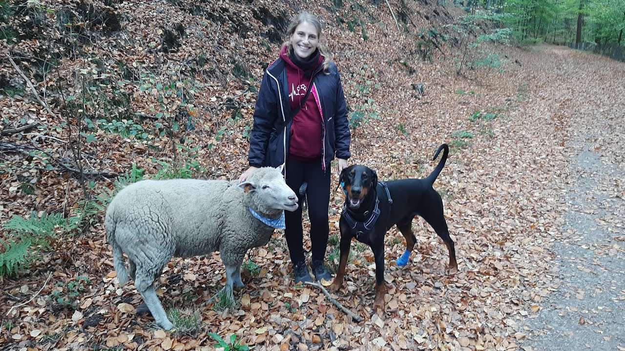 Ein etwas anderes Haustier: Schaf Oskar