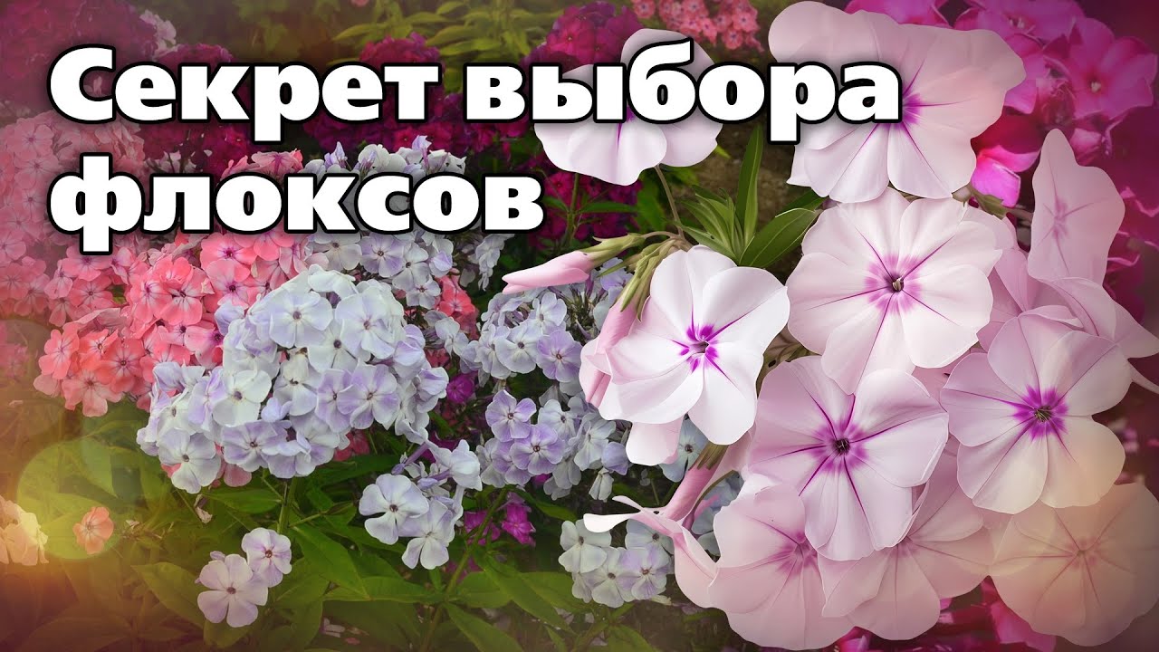 Флоксы, которые точно зацветут! Опыт и советы от профи