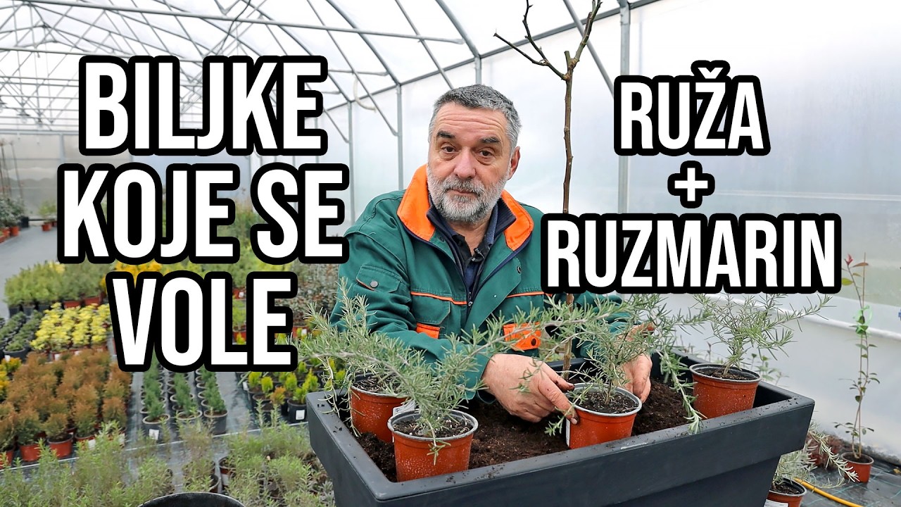 Ruža i Ruzmarin - Biljke koje se vole
