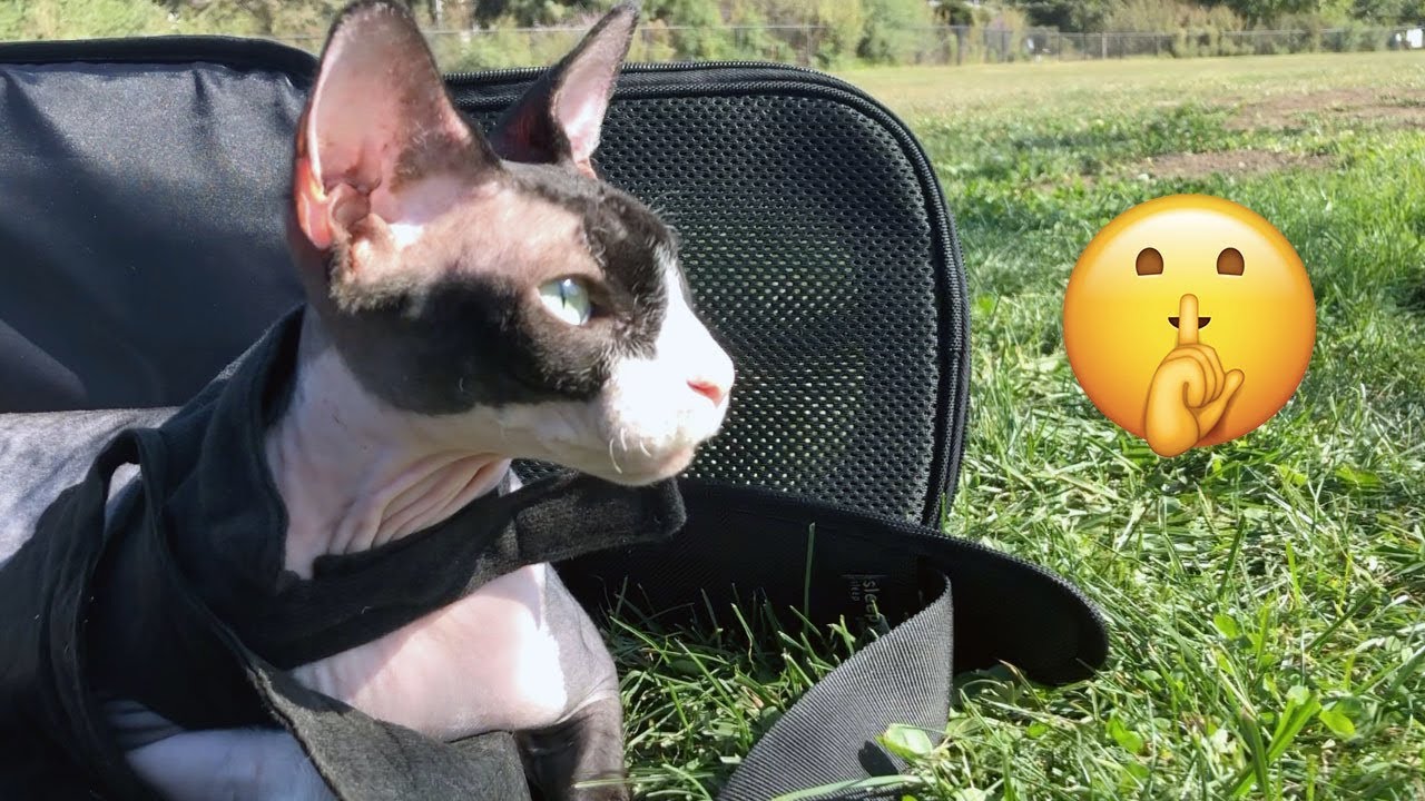 Taking My Sphynx Cat To The Park