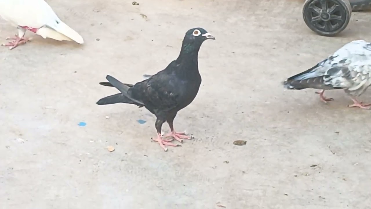 Shok kar raho madrasi kabutar ka top quality ke 🕊️🪽#like #comment #share #subscribe #pigeon 🙏