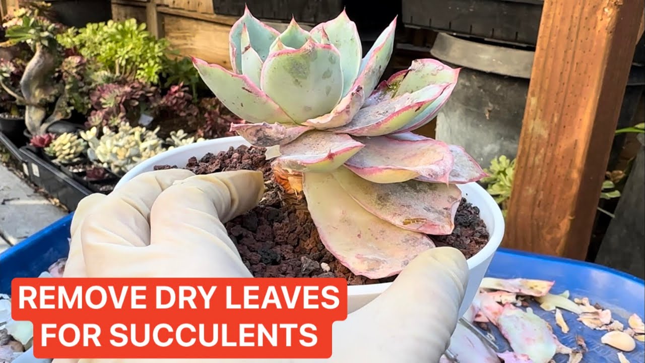 TAKE CARE OF MY SUCCULENTS IN SPRING TIME |  LẶT LÁ KHÔ CHO SEN ĐÁ