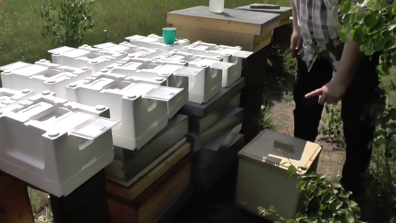 (reup) Bienen Begattungskästen befüllen erstellen Kieler