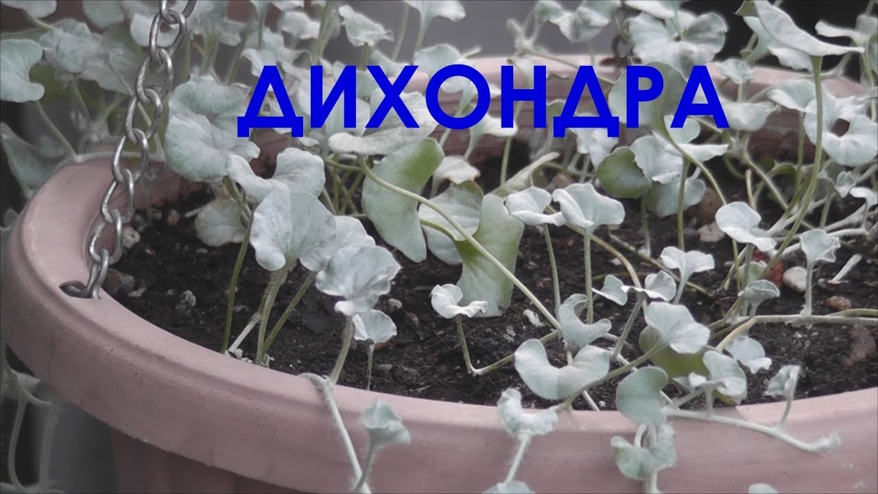 Дихондра Серебристый водопад