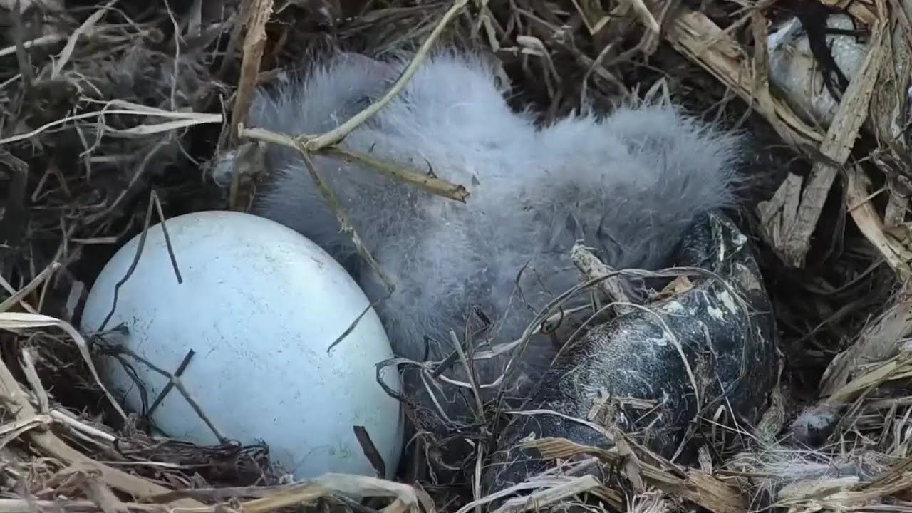Decorah Iowa~The cute eaglet passed away 😥 Soar high little feathered friend. 2023/04/06