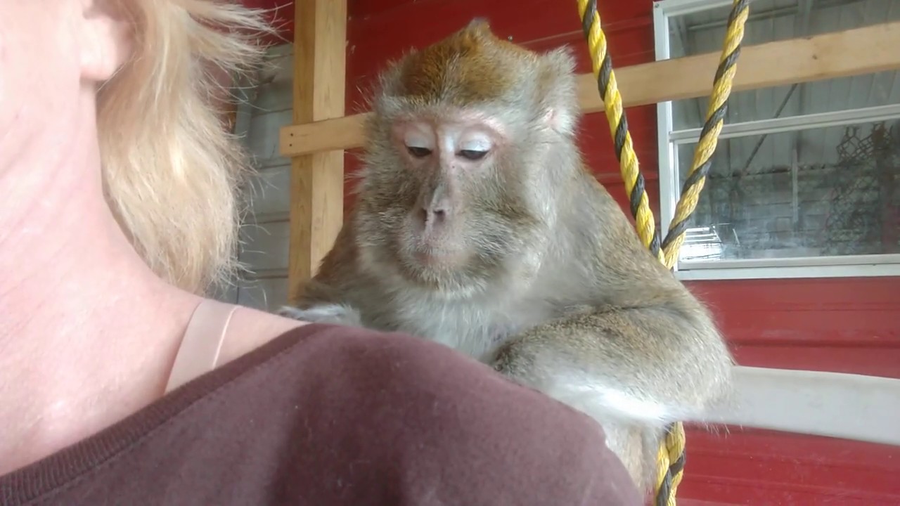 Talking Java Macaque With A Java Macaque