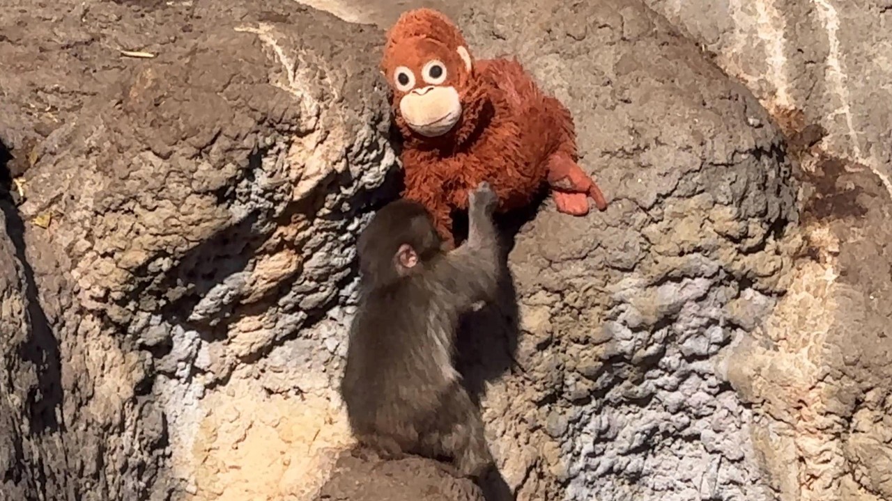 番外編 ママがはまっちゃった！どうするパンチくん【番外編】【市川市動植物園】ニホンザル