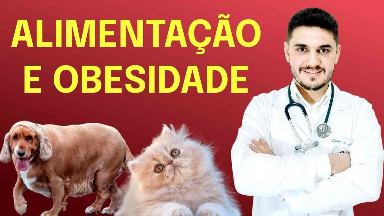ALIMENTAÇÃO E OBESIDADE EM CÃES E GATOS