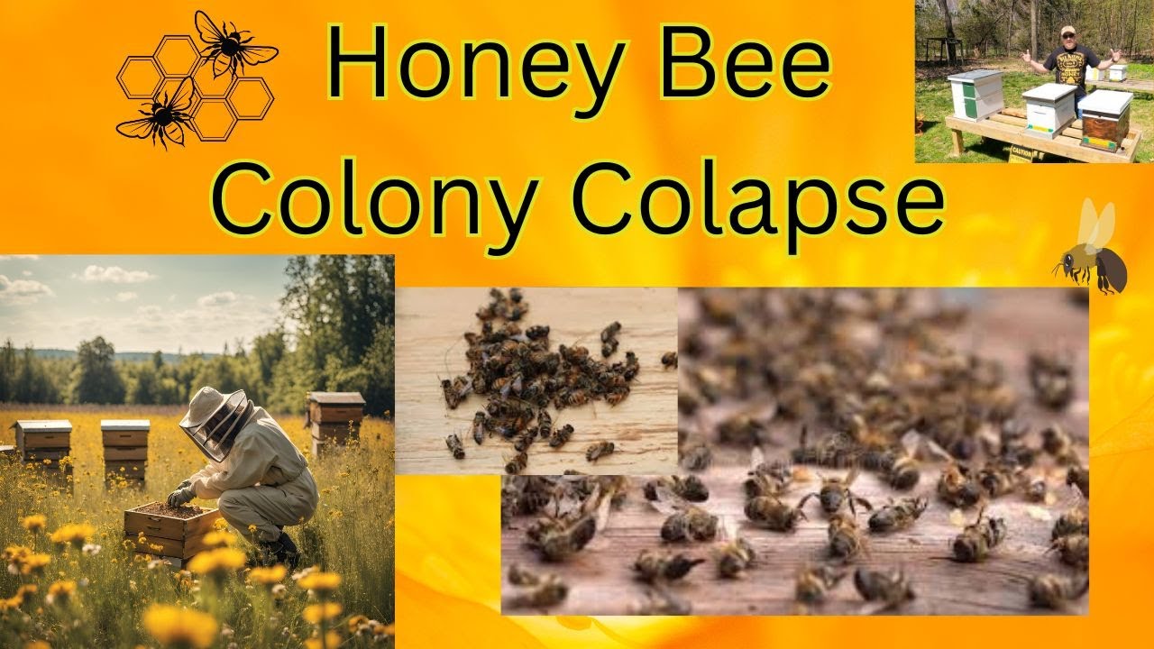 Honey Bee Colony Collapse - What is going on?