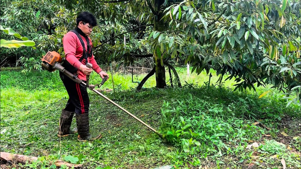 (ASMR) Cutting grass on durian trees. #asmr #youtubeshorts #foryou #funny #ytshorts #youtube 