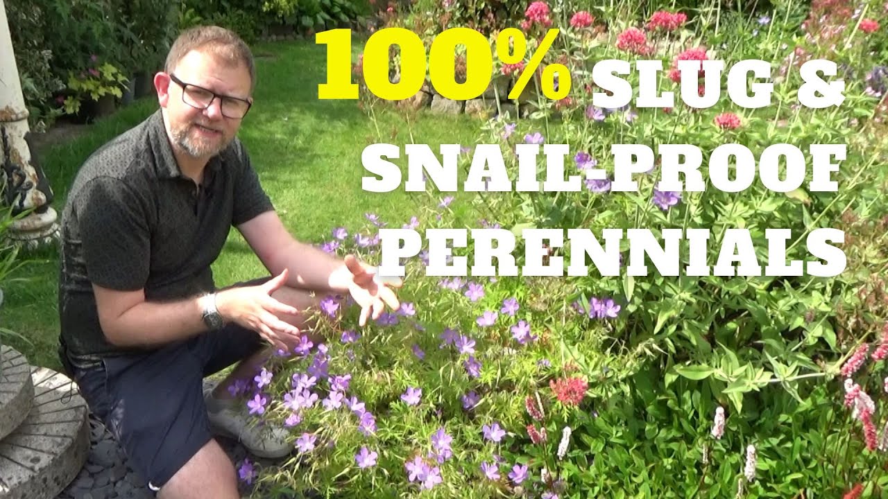 100% Slug Proof Perennials | Slug & Snail Resistant Plants | Perennial Plants that Slugs Won't Eat!