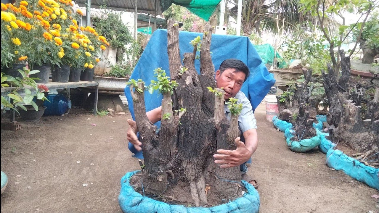25/2 glae cẩm thị đt 0971.631.433