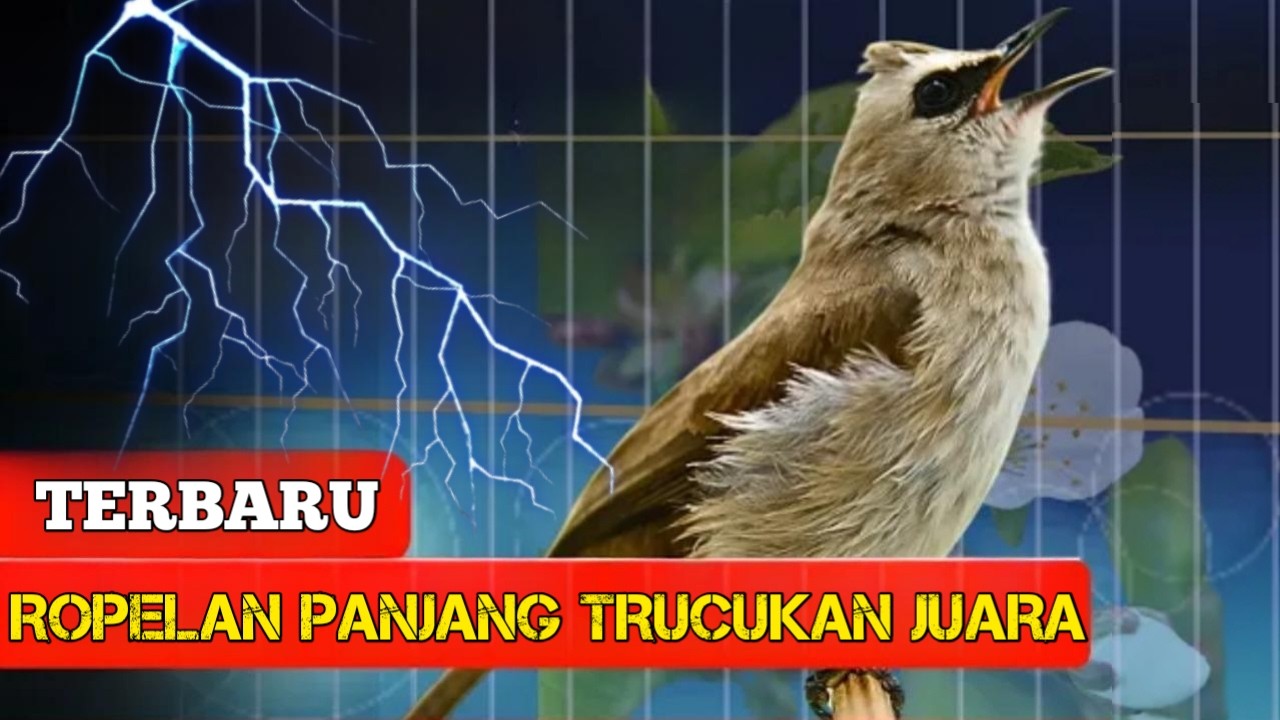 PANCINGAN SUARA TRUCUKAN GACOR NONSTOP TANPA HENTI || cocok untuk burung bahan