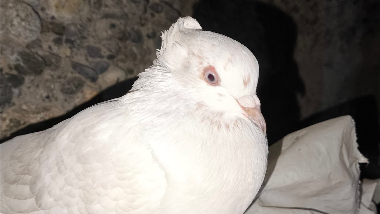 O'yinchi oq bakinlar