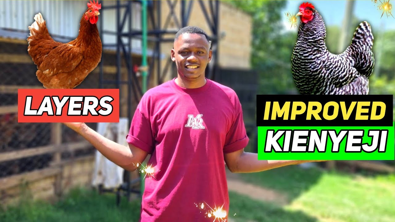 LAYERS VS IMPROVED KIENYEJI CHICKEN