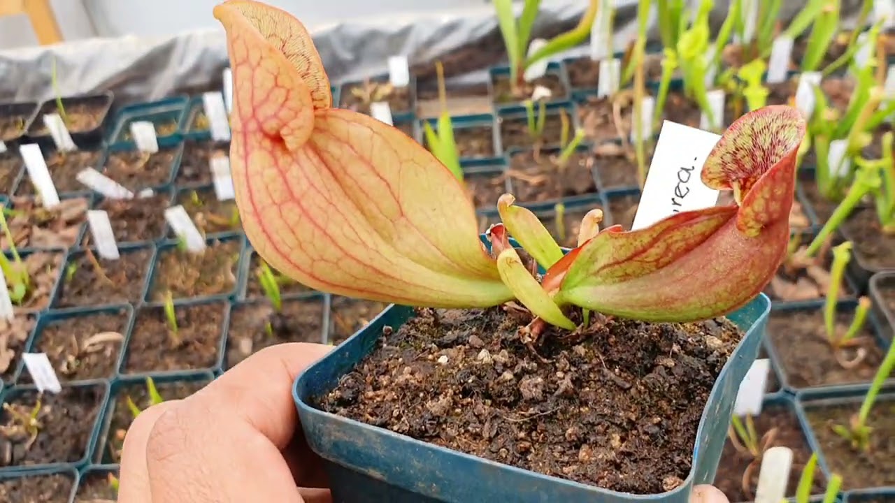 Plantas carnívoras - Mini tour e identificación de sarracenias
