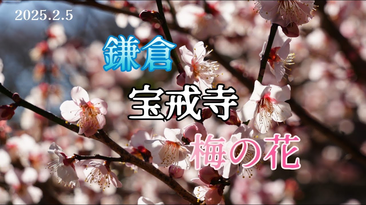 鎌倉 宝戒寺｜梅の花の開花状況【2025年2月5日（水）】桃色の梅の花が綺麗に咲いていました！
