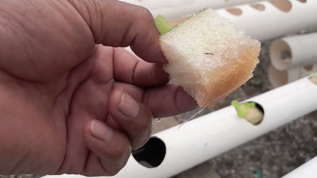 PROCESO DE PRODUCCION POR TIEMPO LECHUGA
