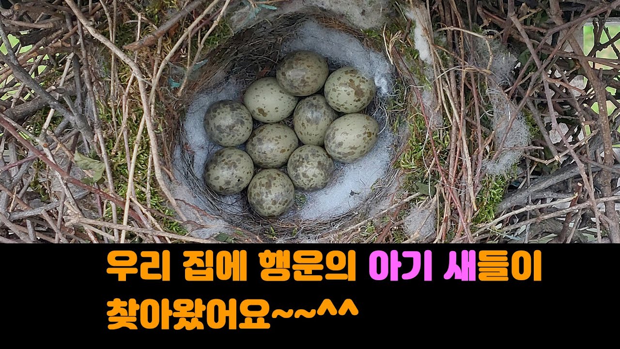 우리 집에 행운의 아기 새들이 찾아왔어요~~~