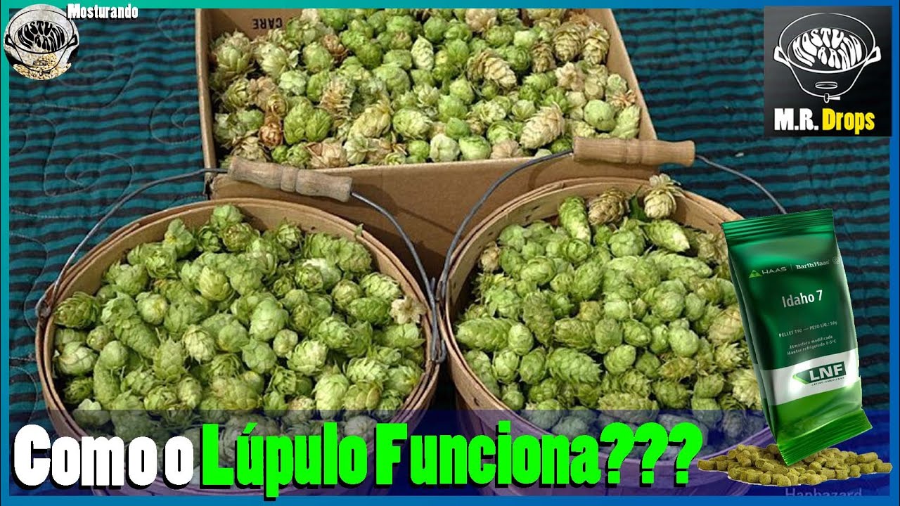 Como o lúpulo de sabor age na cerveja??? - Mosturando Responde Drops