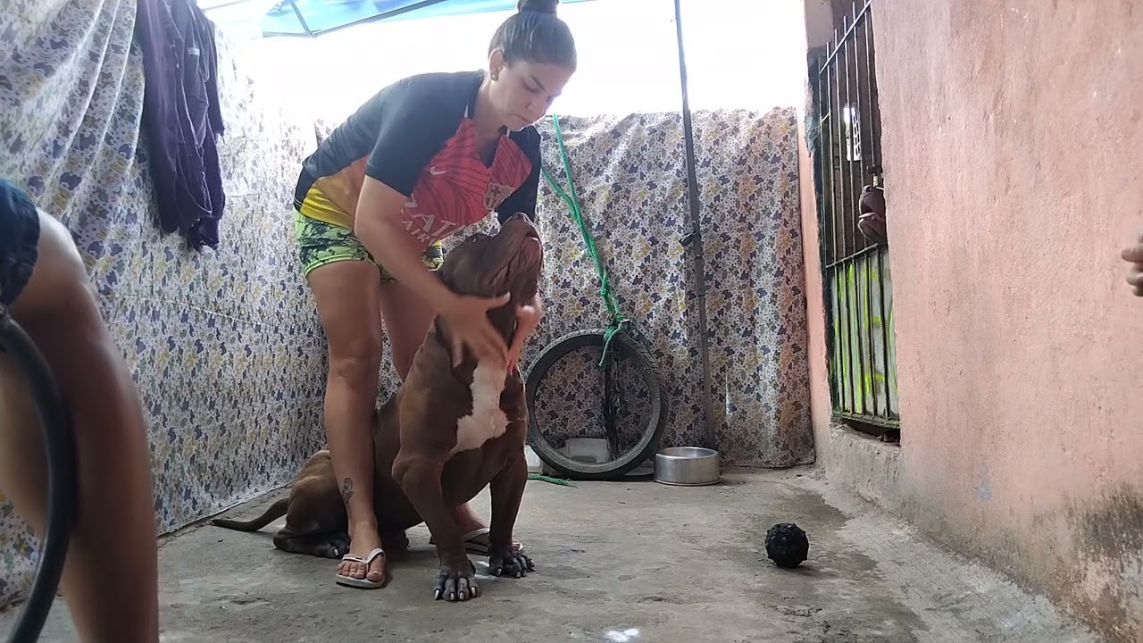 Pitbull Best Dog 