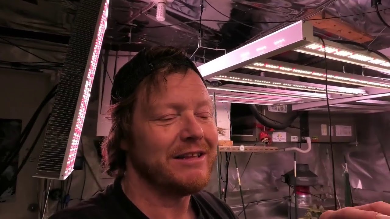 How to Diagnose & Recover From PH Problems In Your Cannabis Garden