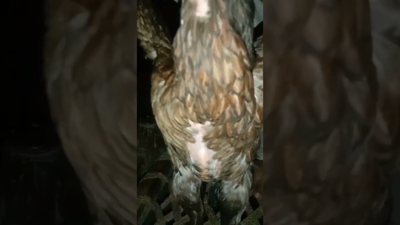 aseel murgi ki larahi kay bad video ,🐓🐓🐓🐓🐔🐔🐔🐔🐔🐓🐓