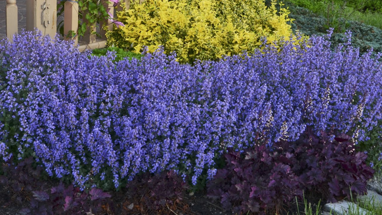 Nepeta Production Tips | Walters Gardens