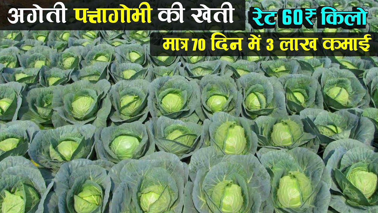 पत्ता गोभी की खेती | Patta gobhi ki kheti kaise karen | Cabbage farming | Ageti patta gobhi ki kheti