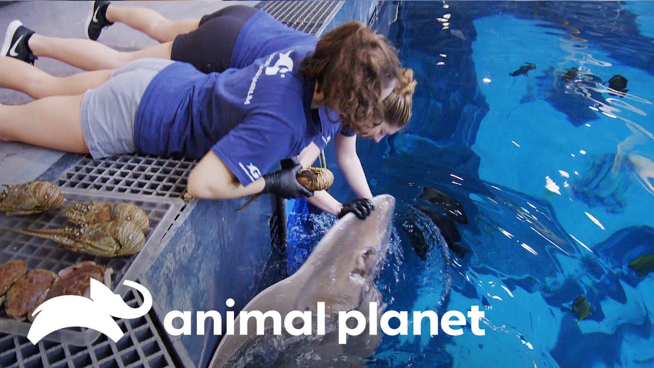 Conoce como se alimentan extravagantes animales marinos | El Acuario | Animal Planet