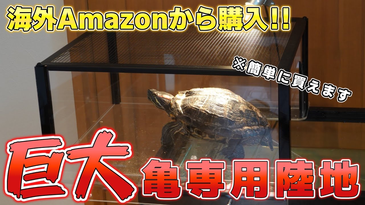 【亀陸地】海外アマゾンから最高の亀専用陸地を取り寄せたので徹底的にレビューします！！