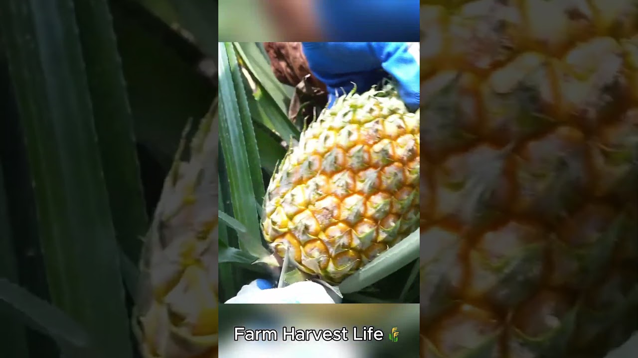 Harvesting Pineapples 